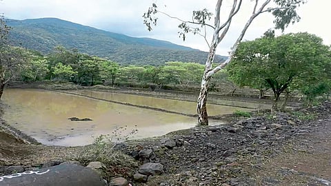 विटा महाबळेश्वर चारपदरीकरणामुळे आंबेघर, गवडीतील भात पीक धाेक्यात