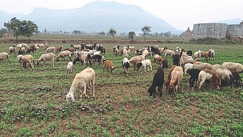 khamkheda crop 123.jpg