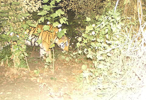 tiger sightings in Nagpur district fear in women
