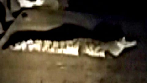 kolhapur let night crocodile found in rajaram dam Citizens are urged to be careful