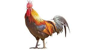 संग्रहित छायाचित्र