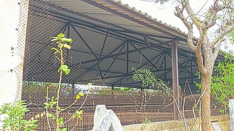 Poultry business in crisis