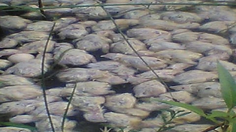 Dead chickens found in the river in nandgaon kokan marathi news