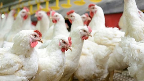 no any bird strike of bird flu in kolhapur so take care said health department in kolhapur