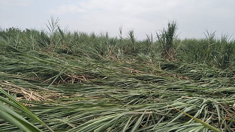 Rain damage to sugarcane in Kowad  Kolhapur Marathi News