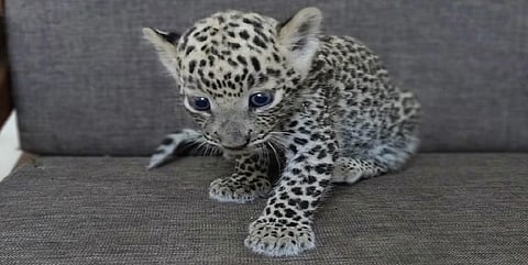 पिल्लू विहिरीत पडल्याने मादी बिबट्याने फोडला मातृत्वाचा हंबरडा..आणि सुरू झाले रेस्क्यू !