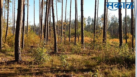 plotting business increased in sangli jat area with less service