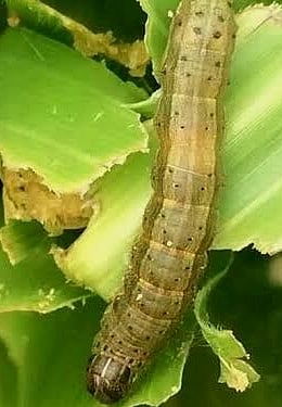 लष्करी अळी