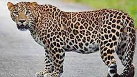 rajapur atmosphere of fear in the population