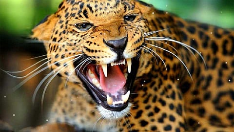 Satara Latest Marathi News