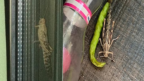 पाकिस्तानातून करोडोंच्या टोळधाडी मुंबईत, मुंबईकरांमध्ये दहशत ! खरं काय जाणून घ्या..