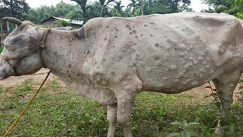 11 animal lumpy skin disease in ratnagiri 468 animal have vaccine on this disease in ratnagiri