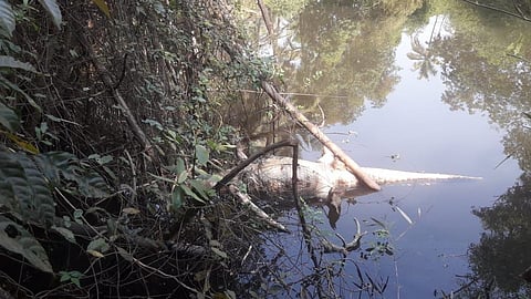 crocodie death in banda kokan marathi news