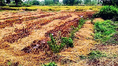 due to heavy rain the water in farm and working of farming on road in kolhapur village area