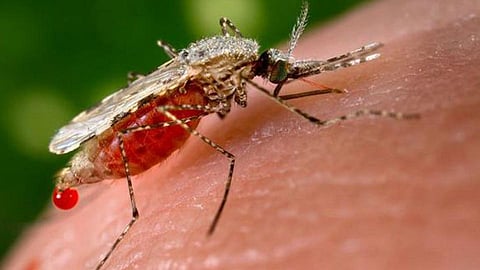 malaria carrying mosquito