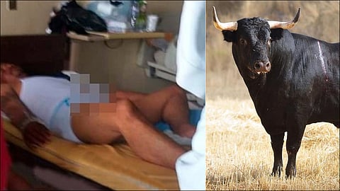 man hospitalised after taking sexual stimulant used for breeding bulls in mexico