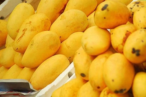 One hundred to one hundred and fifty rupees per kg of mango
