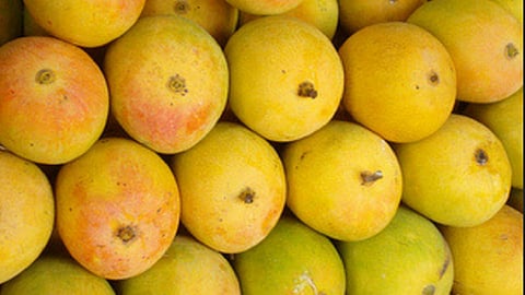 ratnagiri hapus mango export to England by ship
