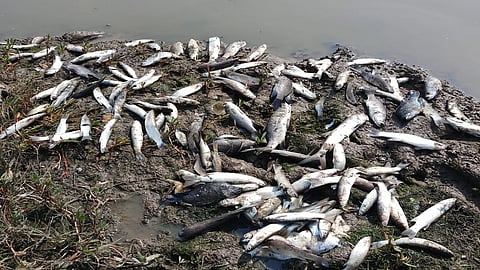 प्रदूषणाच्या फटक्याने 'ते' जीवानीशी मरतायेत...