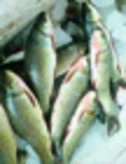 माशांची मागणी वाढली पण आवक कमी; भिगवण बाजारात भाव वाढले