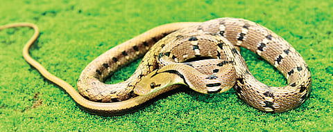 छायाचित्र