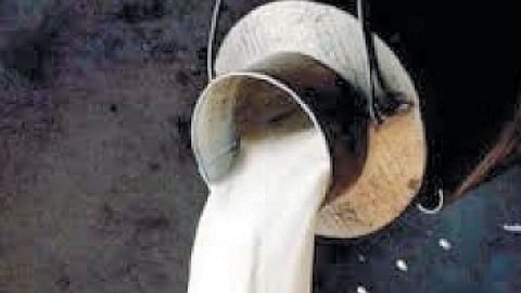 दूध आंदोलन झाल्यास रोज २८ कोटींचे नुकसान