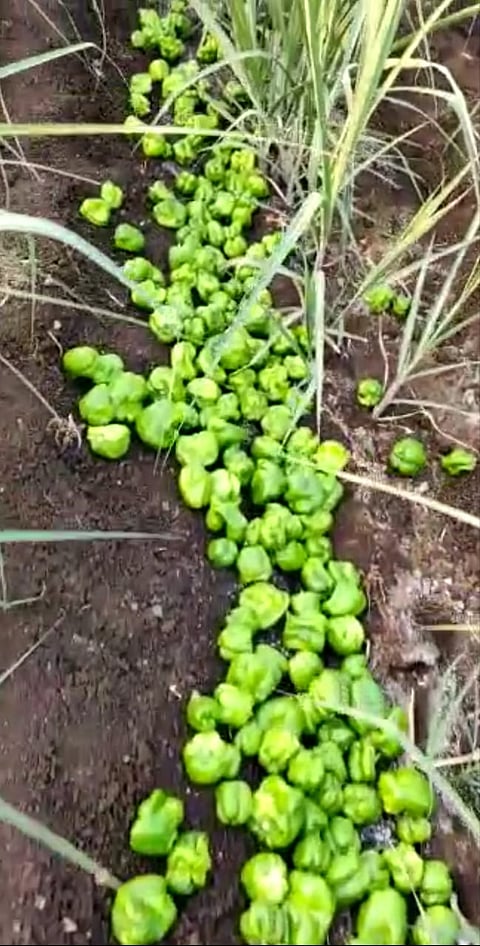 corona effect on farmers in jayshingpur