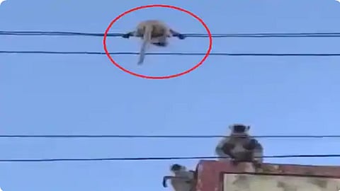 monkey mother 1.png