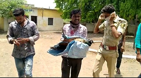 The builders gave life to the peacock