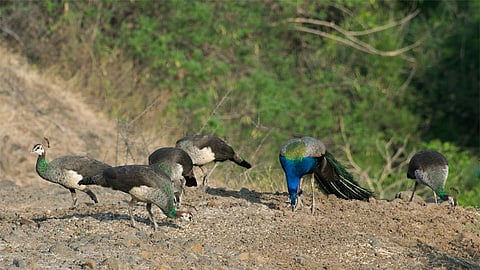 अंबाजोगाई - मुकुंदराज परिसरात पक्षीमित्रांनी टाकलेल्या अन्नधान्याचा आस्वाद घेताना मोर व लांडोर.