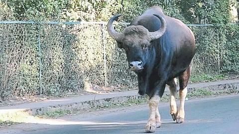 Satara Latest Marathi News