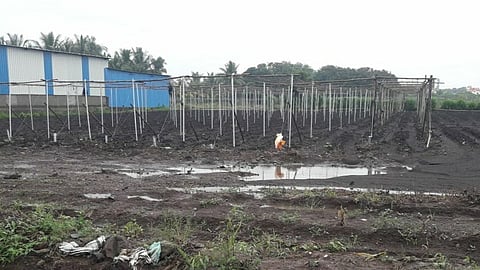 #PuneRains : मोशी परिसरात पिकांचे मोठे नुकसान