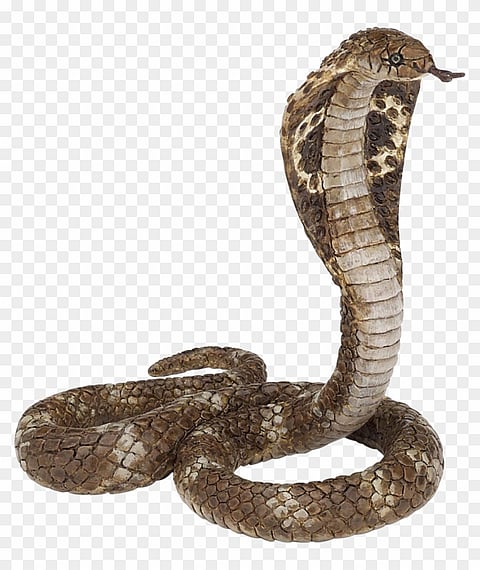 caught a snake from a house kudal sindhudurg