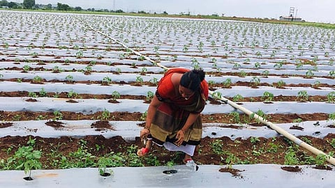 सासुरवाशीणी रमल्या माहेरच्या शेतात; पावसाळ्यात मिळालं माहेरसुख