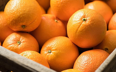 Orange prices rose in vidarbha