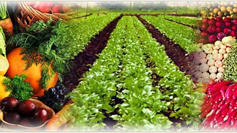 Organic farming and commodities export workshop concluded at Mohol