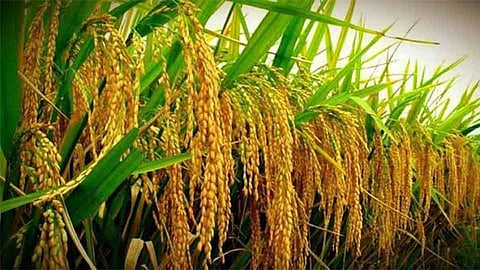 भात उत्पादकांना यंदा उच्चांकी दर