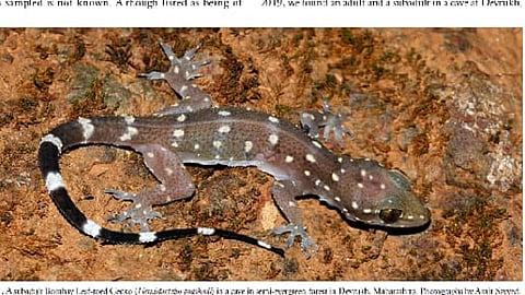 Bombay Leaf Todd  house gecko For the first time found  in Fort Rangana and Devrukh area of Ratnagiri district