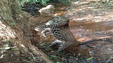 one leopard dies in lanja ratnagiri by mistake