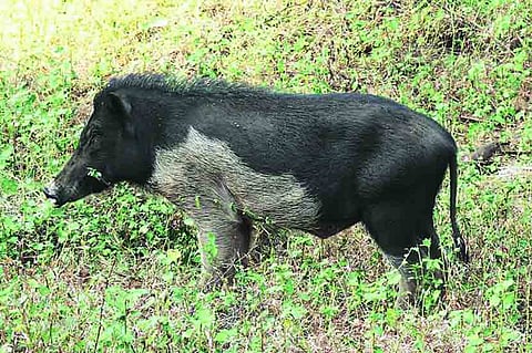 Transportation of pigs in curfew