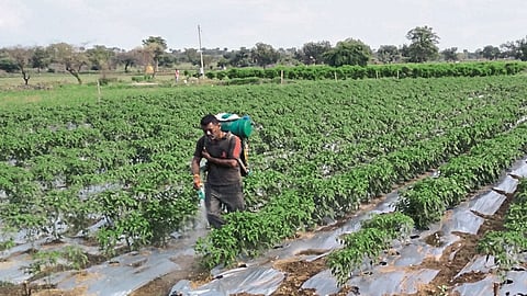 पिंपळगांव रेणूकाई : मिरचीवर औषध फवारणी करतांना.