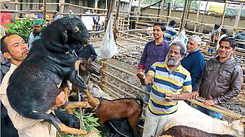 जमनापुरी, खस्सी, गावरान बोकडांना भाव