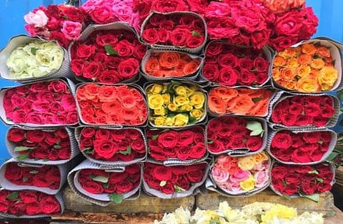 rose