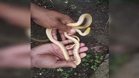 rare albino taskar snake found in nashik marathi news