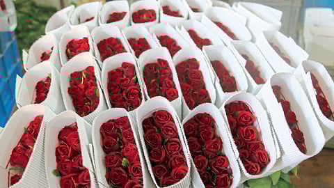 व्हॅलेंटाइन डेसाठी 'या' भागातून गुलाबाच्या फुलांची परदेशात निर्यात