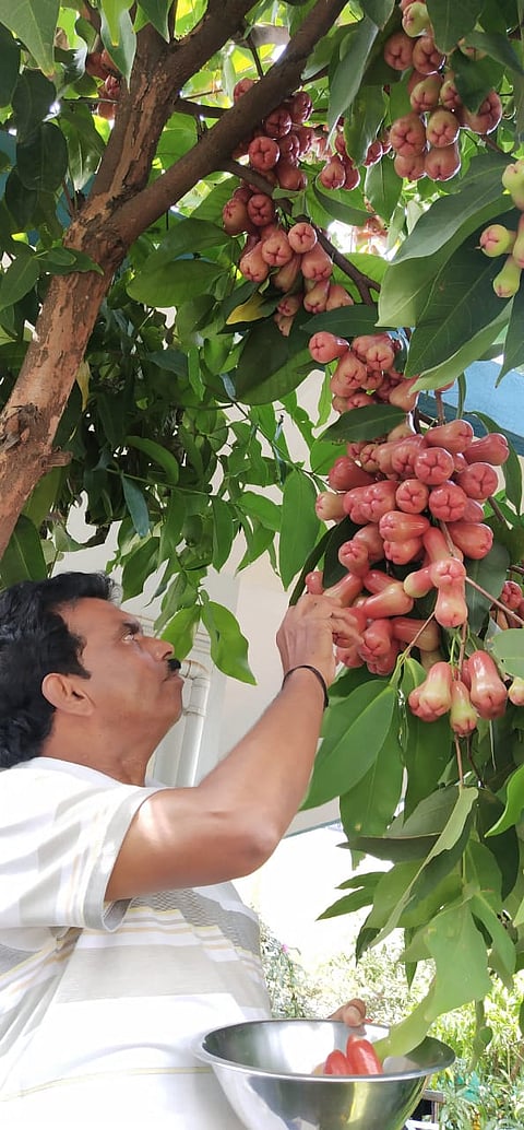 rose apple tree in belgaum