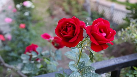 Rose Garden in Yellow, Summer Fruit, Black Lady and so much more ... Once upon a time