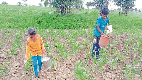 पिंपळगाव रेणुकाई : पिकांना खते टाकण्यात मग्न असलेले विद्यार्थी.