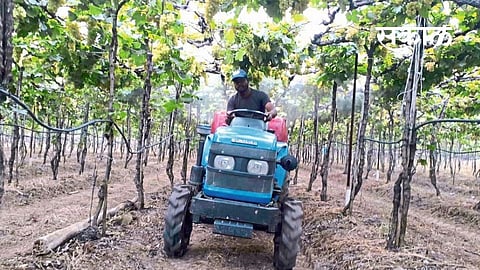 Rain ruined vineyards,  Rains in drought prone talukas including Miraj East