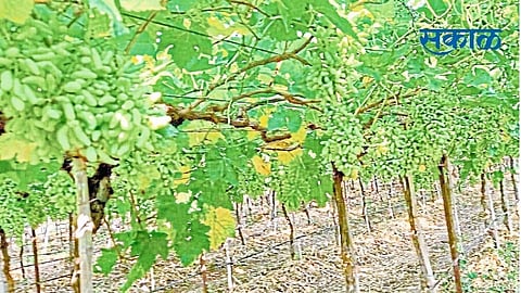 "Corona effect" on grape season again in Sangali District